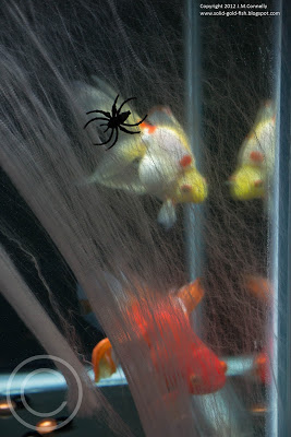 My Halloween-Themed Aquarium