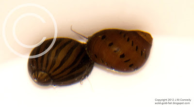 New Nerite Snails! (In Quarantine)
