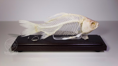 Goldfish Skeleton