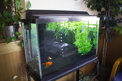 Tank Talk | Veterinary Fishes