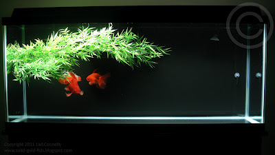 Goldfish Zen