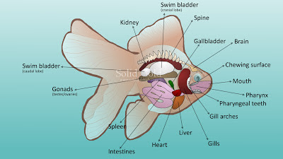 Goldfish Internal Anatomy