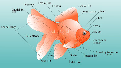 Goldfish External Anatomy