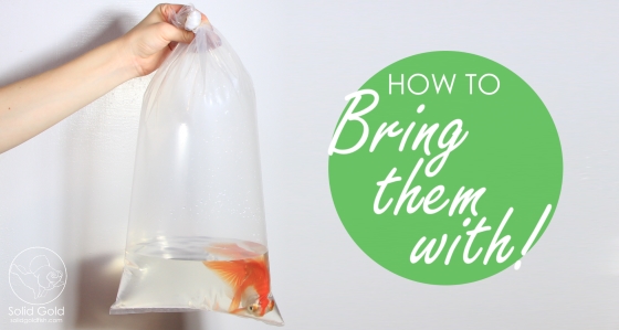 How to Move with Goldfish