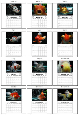2013 Goldfish Calendar