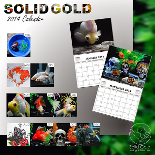 2014 SOLID GOLD Calendars Available Now!