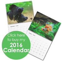 FREE Calendar with Purchase of Dandy Orandas Fish