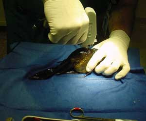 Goldfish Surgery to Improve Buoyancy Problem