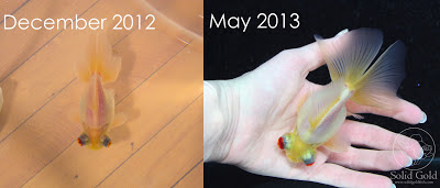 Goldfish Growth and Changes Update