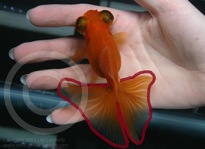 An Introduction to the Butterfly Telescope Goldfish