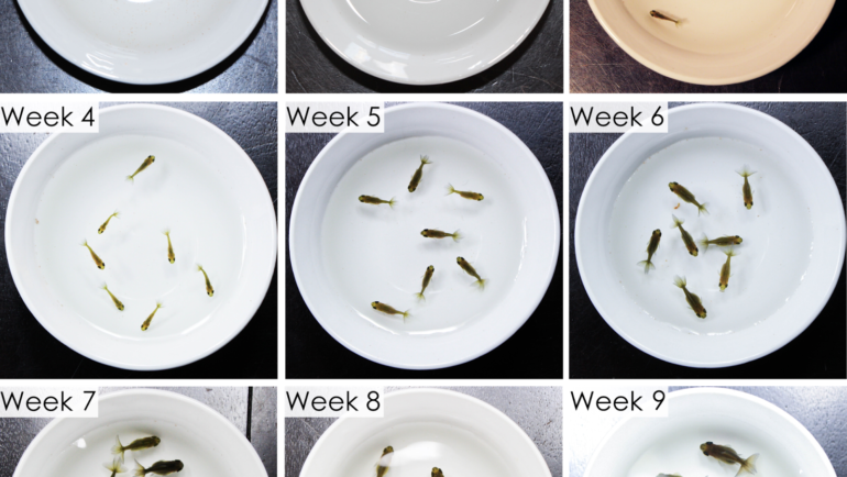 Butterfly Fry | First 9 Weeks